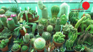 Treo-xuong-rong-truoc-cua-nha-de-lam-gi